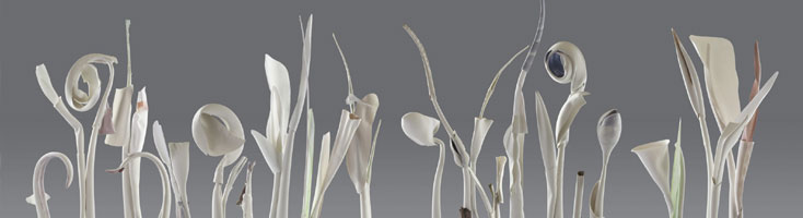 Ciclul Gradini Selenare